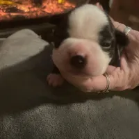 Dancer, a male Boston Terrier for sale in Tulsa, OK – Photo 1 of 5