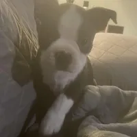 Dancer, a male Boston Terrier for sale in Tulsa, OK – Photo 3 of 5