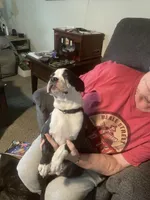 Moose, a male Boston Terrier for sale in Tulsa, OK – Photo 7 of 8