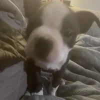 Dancer, a male Boston Terrier for sale in Tulsa, OK – Photo 4 of 5