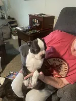 Moose, a male Boston Terrier for sale in Tulsa, OK – Photo 8 of 8