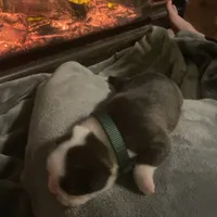 Dancer, a male Boston Terrier for sale in Tulsa, OK – Photo 2 of 5