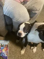 Moose, a male Boston Terrier for sale in Tulsa, OK – Photo 6 of 8