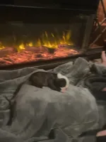 Cupid, a male Boston Terrier for sale in Tulsa, OK – Photo 2 of 6