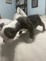 Cupid, a male Boston Terrier for sale in Tulsa, OK – Photo 5 of 6