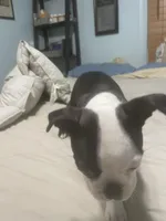 Cupid, a male Boston Terrier for sale in Tulsa, OK – Photo 4 of 6