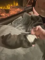 Cupid, a male Boston Terrier for sale in Tulsa, OK – Photo 1 of 6