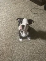 Cupid, a male Boston Terrier for sale in Tulsa, OK – Photo 6 of 6
