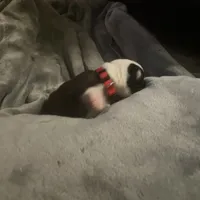 Dasher, a male Boston Terrier for sale in Tulsa, OK – Photo 2 of 5