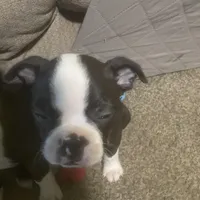 Dasher, a male Boston Terrier for sale in Tulsa, OK – Photo 4 of 5