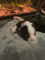 processed/8a129ffa-6711-40b7-8437-b80551d0d0d9/listing/8b0f7afa-eeac-4a3c-b4d5-400676634a87/7698cdad-3f28-4bbf-9b0e-f2ca724dac1a