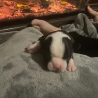 Dasher, a male Boston Terrier for sale in Tulsa, OK – Photo 3 of 5