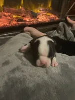 processed/8a129ffa-6711-40b7-8437-b80551d0d0d9/listing/8b0f7afa-eeac-4a3c-b4d5-400676634a87/cb2ae3ad-f291-41c7-8f91-c39c6bad4f0a