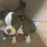 Dasher, a male Boston Terrier for sale in Tulsa, OK – Photo 5 of 5