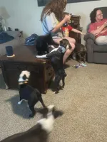 Donner, a male Boston Terrier for sale in Tulsa, OK – 7 of 8