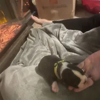 Donner, a male Boston Terrier for sale in Tulsa, OK – Photo 1 of 5