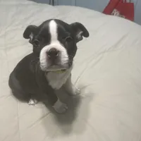 Donner, a male Boston Terrier for sale in Tulsa, OK – Photo 5 of 5