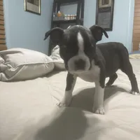 Donner, a male Boston Terrier for sale in Tulsa, OK – Photo 4 of 5