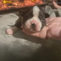 Donner, a male Boston Terrier for sale in Tulsa, OK – Photo 2 of 5