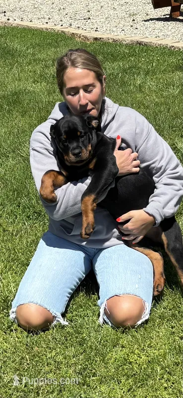 Dolly – Rottweiler puppy for sale in Greenfield, IN