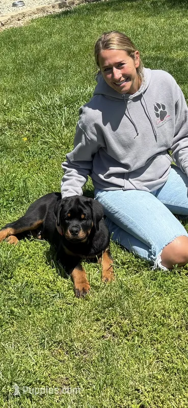 Boss – Rottweiler puppy for sale in Greenfield, IN