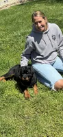 Boss, a male Rottweiler for sale in Greenfield, IN – 1 of 1