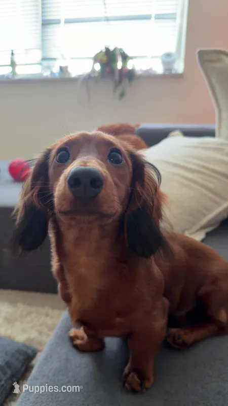 Toast – Miniature Dachshund puppy for sale in Cincinnati, OH