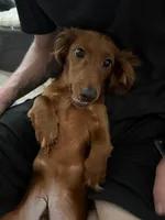 Toast, a male Miniature Dachshund for sale in Cincinnati, OH – Photo 7 of 9