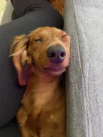 Toast, a male Miniature Dachshund for sale in Cincinnati, OH – Photo 9 of 9