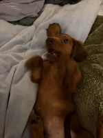 Toast, a male Miniature Dachshund for sale in Cincinnati, OH – Photo 8 of 9