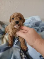 Caffe, a male Poodle - Miniature  for sale in Laverne, OK – 1 of 3