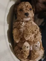 Caffe, a male Poodle - Miniature  for sale in Laverne, OK – 3 of 3