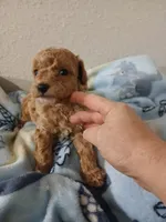 Caffe, a male Poodle - Miniature  for sale in Laverne, OK – 2 of 3