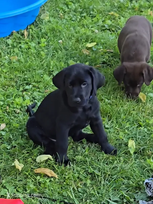 Akc black male – Labrador Retriever puppy for sale in Petersburg, IL