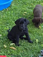 Akc black male, a male Labrador Retriever for sale in Petersburg, IL – 1 of 2