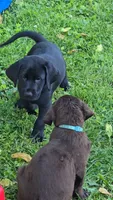 Akc black male, a male Labrador Retriever for sale in Petersburg, IL – 2 of 2