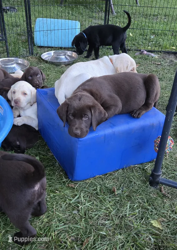 Akc Chocolate male  – Labrador Retriever puppy for sale in Petersburg, IL
