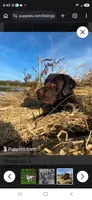 Akc blue collar male, a male Labrador Retriever for sale in Pleasant Hill, IL – 4 of 4