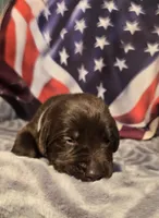 Male chocolate lab, a male Labrador Retriever for sale in Petersburg, IL – Photo 1 of 6