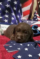 Akc chocolate female, a female Labrador Retriever for sale in Pleasant Hill, IL – 4 of 7