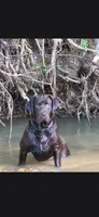Akc Black Male, a male Labrador Retriever for sale in Pleasant Hill, IL – 4 of 6