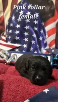 Akc Black female, a female Labrador Retriever for sale in Pleasant Hill, IL – 8 of 8