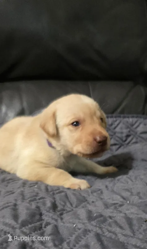 AKC Female yellow lab – Labrador Retriever puppy for sale in Petersburg, IL