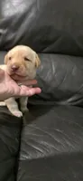 AKC Female yellow lab, a female Labrador Retriever for sale in Petersburg, IL – 2 of 6
