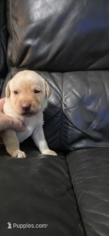 Female yellow lab – Labrador Retriever puppy for sale in Petersburg, IL