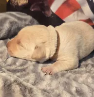 Female yellow lab, a female Labrador Retriever for sale in Petersburg, IL – Photo 2 of 4