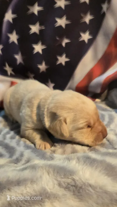 Female yellow lab – Labrador Retriever puppy for sale in Petersburg, IL