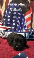 Akc Black female, a female Labrador Retriever for sale in Pleasant Hill, IL – 3 of 8