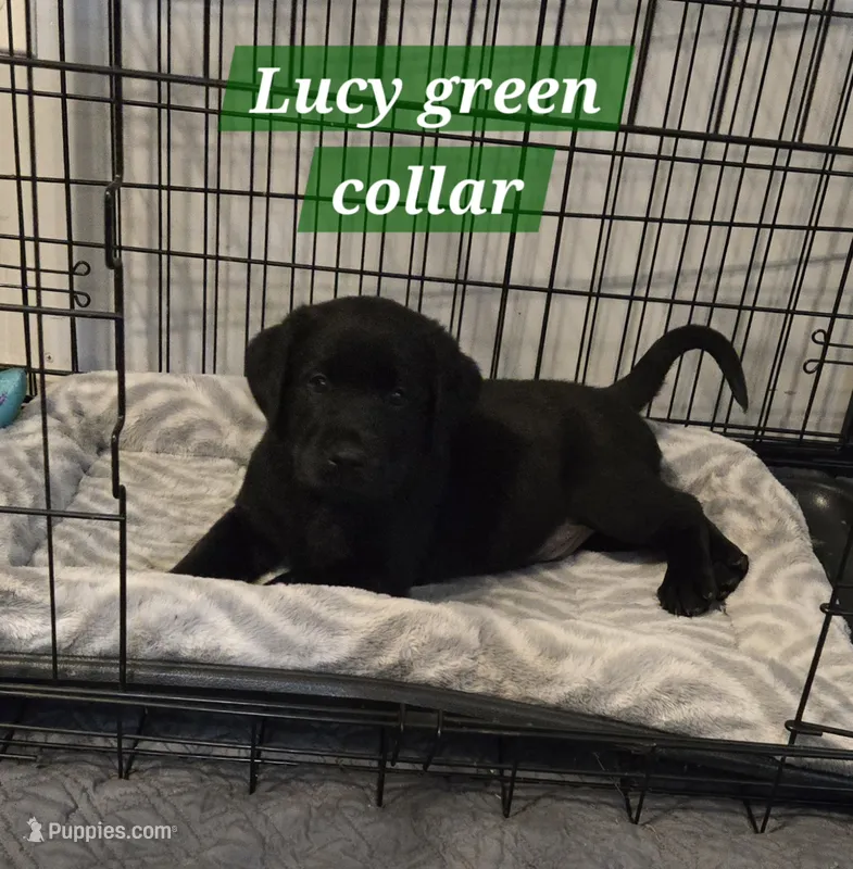 Akc black male – Labrador Retriever puppy for sale in Petersburg, IL