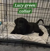 Akc black male, a male Labrador Retriever for sale in Petersburg, IL – 1 of 1